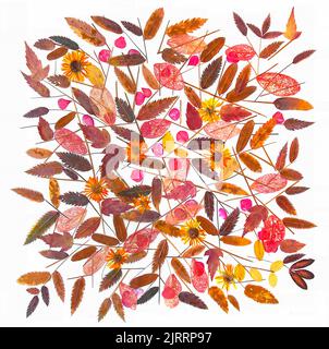 olio disegno bouquet pittura fiori secchi, foglie pressate di piante raccolte e incollate su carta beige, ruvida autunno caduta foglia, dipinto Foto Stock