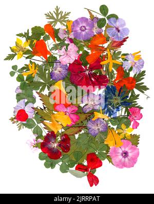 applicazione multicolore motley di fiori pressati secchi Foto Stock