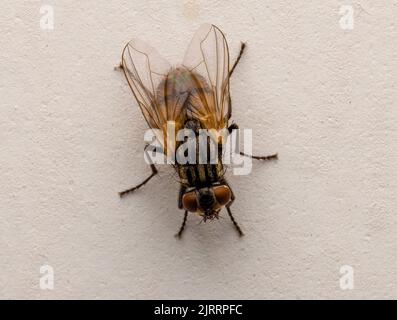 Primo piano di una casa comune, (Musca domestica), a riposo su un muro interno di una casa Foto Stock