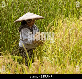 Indonesia, 13 2022 giugno - il lavoratore di riso raccoglie riso maturo per il villaggio. Foto Stock