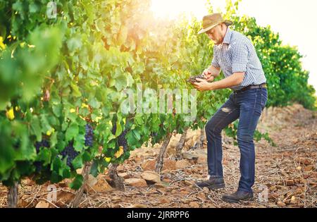 Im dipendente da Madre natura per lavorare con me. Un agricoltore che raccoglie l'uva. Foto Stock