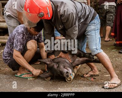 Indonesia, 13 2022 giugno - Pig è legato e preparato per il trasporto. Foto Stock