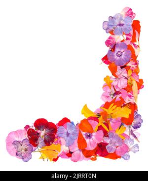 applicazione d'angolo multicolore di fiori pressati secchi Foto Stock