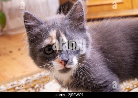 Gattino grigio con uno sguardo curioso da vicino Foto Stock