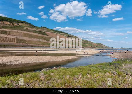 Reno a livelli di acqua estremamente bassi nell'estate di siccità di 2022, Bingen am Rhein, Renania-Palatinato, Germania, Europa Foto Stock