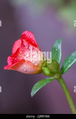 Goccioline d'acqua su Flower isolato Foto Stock