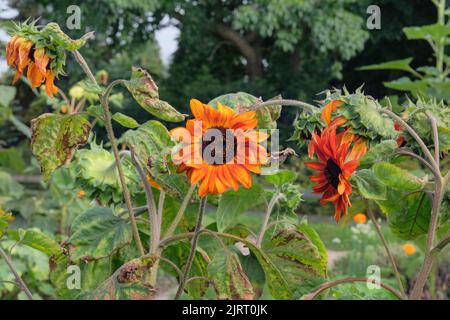 Girasoli sta crescendo in giardino rurale. Letto piano terra aperto nel giardino. Background agricolo. Foto Stock