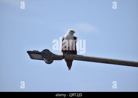 Un'aquila Brahminy Kite siede su una lampada sullo sfondo del cielo blu Foto Stock