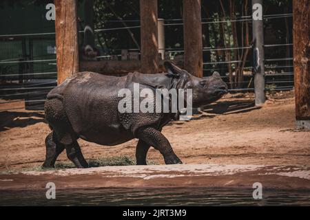 Un primo piano di un rinoceronte indiano vicino all'acqua Foto Stock