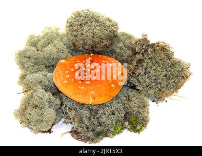 funghi porcini in muschio fresco grigio isolato su bianco Foto Stock