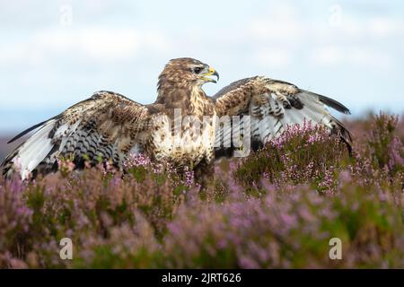 Primo piano di un adulto buzzard mottling in brughiera aperta quando l'erica è in piena fioritura. Nome scientifico: Buteo Buteo. Sfondo pulito. Copia Spac Foto Stock