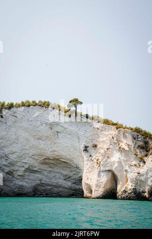 Un singolo albero su un'alta scogliera bianca sopra l'acqua blu a Vieste, in Italia durante i mesi estivi. Foto Stock