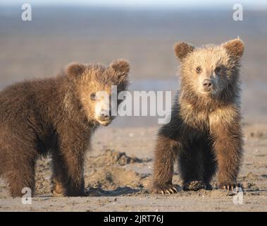 Due dei cuccioli giovani che fissano il fotografo. Lake Clark National Park, Alaska, Stati Uniti: QUESTE ADORABILI foto mostrano un orso bruno madre che agisce come una tassa Foto Stock