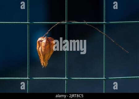 Pod di semi di Koelreuteria Paniculata albero sospeso da Chainlink Fence Foto Stock