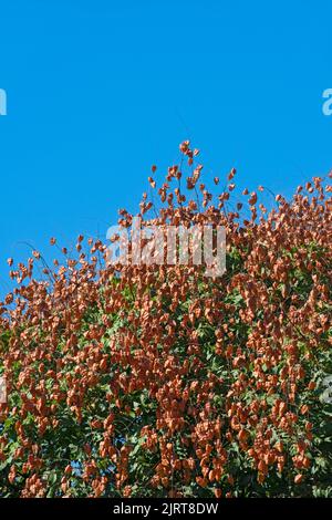 Koelretuteria Paniculata albero Foto Stock