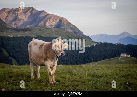 Una mucca al pascolo nel villaggio italiano vicino al Passo Splupen (Italia). Sfondo HD, 4K sfondo verde Foto Stock