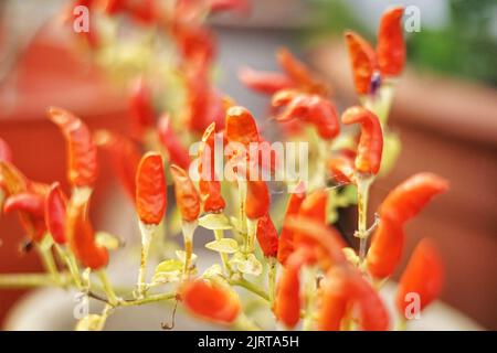 Peperoncino rosso Foto Stock