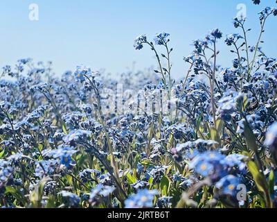 Miosotis sylvatica blu. Piccoli fiori blu, sfondo sfocato floreale Foto Stock