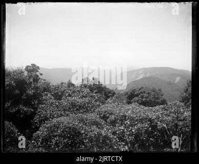 Kapiti Island e Orongorongo viaggio, 1921 febbraio, 1921 febbraio, Isola del Nord, da Leslie Adkin. Dono della tenuta di famiglia G. L. Adkin, 1964. Foto Stock