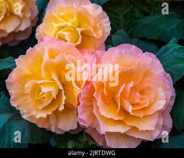 Primo piano di peonie in fiore a. Foto Stock