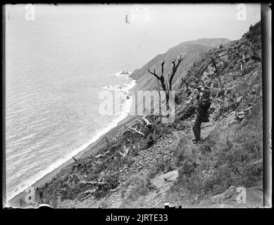 Le scogliere occidentali di Kapiti guardando a nord da Kapiti trig, 24 febbraio 1921, Isola del Nord, di Leslie Adkin. Dono della tenuta di famiglia G. L. Adkin, 1964. Foto Stock