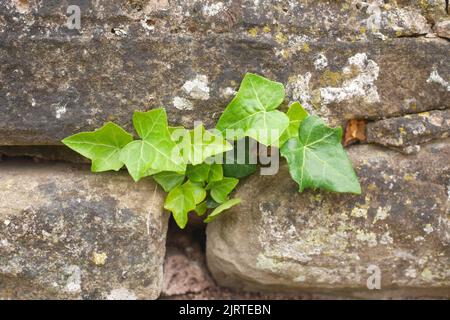 Ivy su un vecchio muro di pietra Foto Stock
