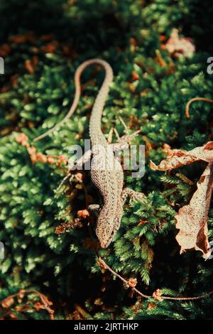 Piccola lucertola lucida che striscia sul muschio. Animali selvatici in natura Foto Stock