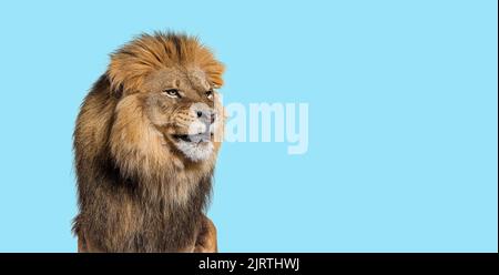 Leone maschio adulto rovesciato facendo una faccia divertente su sfondo blu Foto Stock
