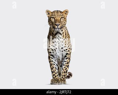 leopardo macchiato in piedi davanti e rivolto verso la fotocamera su sfondo grigio Foto Stock