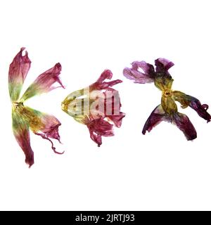 tulip prospettiva, secco delicato rosso, fiori viola e petali isolati su sfondo bianco scrapbook pressato Foto Stock