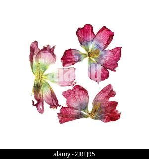 tulip prospettiva, secco delicato rosso, fiori viola e petali isolati su sfondo bianco scrapbook pressato Foto Stock