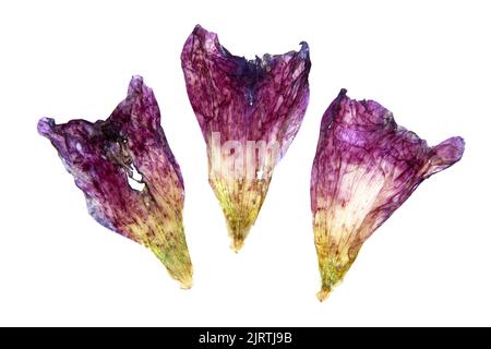 tulip prospettiva, secco delicato rosso, fiori viola e petali isolati su sfondo bianco scrapbook pressato Foto Stock