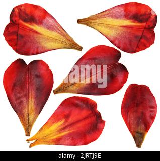 tulip prospettiva, asciutto delicato giallo, rosso, fiori d'arancio e petali isolati su sfondo bianco scrapbook pressato Foto Stock