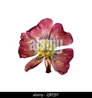 tulip prospettiva, secco delicato rosso, fiori viola e petali isolati su sfondo bianco scrapbook pressato Foto Stock