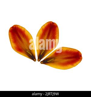 tulip prospettiva, asciutto delicato giallo, rosso, fiori d'arancio e petali isolati su sfondo bianco scrapbook pressato Foto Stock