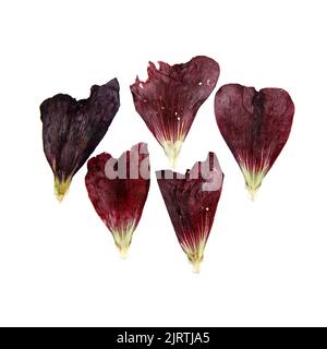 tulip prospettiva, secco delicato rosso, fiori viola e petali isolati su sfondo bianco scrapbook pressato Foto Stock