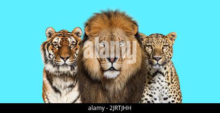 Leone, tigre e leopardo macchiato, insieme su uno sfondo blu Foto Stock
