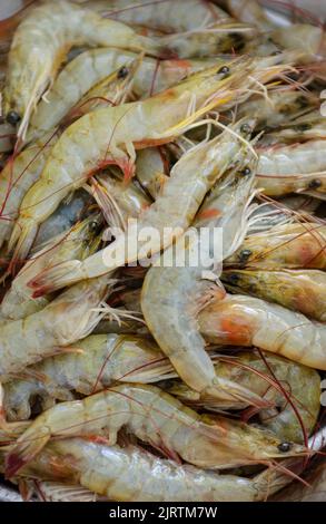Primo piano di gamberetti appena pescati. Sfondo. Foto Stock
