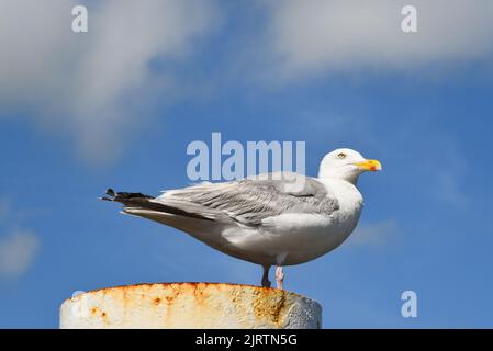 Texel, Paesi Bassi. Agosto 2022. Gabbiano riposante su un posto di ormeggio arrugginito. Foto di alta qualità Foto Stock