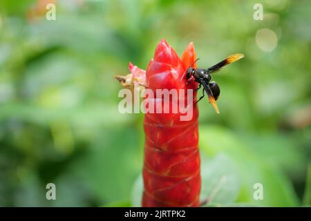 Ape volante miele raccolta polline a fiore giallo. Foto Stock
