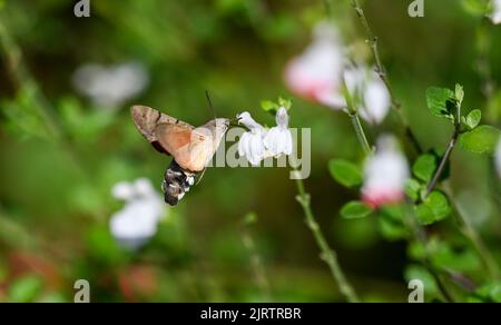 Un falco di colibrì (Macroglossum stellatarum) godendo di una calda giornata estiva in un giardino di Brighton UK Foto Stock