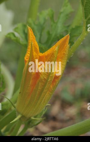 Zucca di semi oleosi - zucca di gemma - Zucchini - Courgette (Cucurbita pepo) fioritura estiva Vaucluse - Provenza - Francia Foto Stock