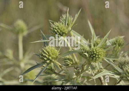 Campo eryngo (Eryngium campestre) fioritura in estate Vaucluse - Provenza - Francia Foto Stock