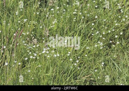 Stellare comune - stellare minore - stellare erboso - stellare erboso (Stellaria graminea) f discesa in un prato selvaggio in primavera Belgio Foto Stock