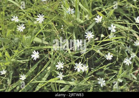 Stellare comune - stellare minore - stellare erboso - stellare erboso (Stellaria graminea) f discesa in un prato selvaggio in primavera Belgio Foto Stock