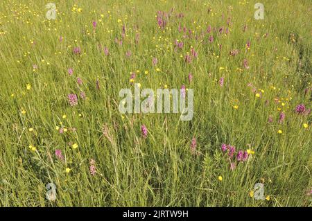 Orchidea macolata - orchidea dura - orchidea maculata di Moorland (Dactylorhiza maculata - Orchidea maculata) fiorendo in primavera in un prato Belgio Foto Stock