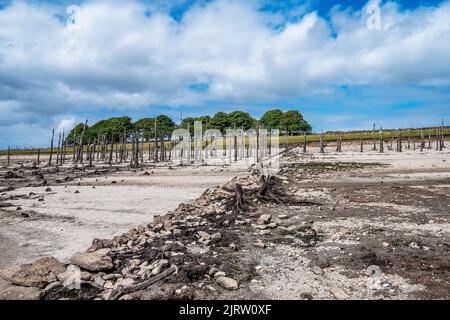 Uno stand di vecchi alberi scheletrici morti e pietre da vecchie strutture artificiali edifici muri esposti dalla caduta dei livelli di acqua causata da grave siccità co Foto Stock