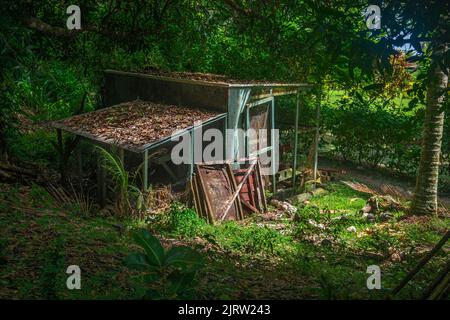 Una capanna abbandonata in una fitta foresta boschiva colpita dalla luce del sole di mattina per evidenziare la sua condizione. Foto Stock