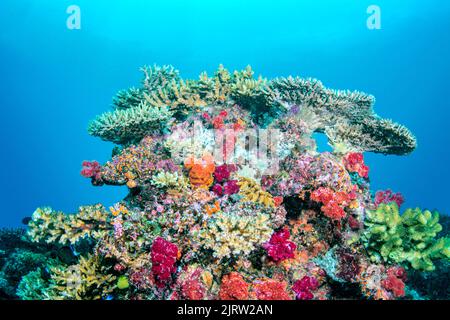 La splendida barriera corallina delle Fiji mostra la meraviglia della vita sotto l'acqua con coralli vibranti, acque limpide e un ecosistema sano Foto Stock