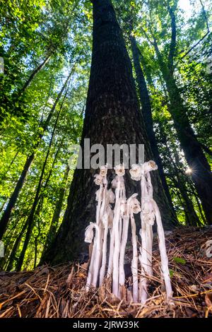 Indian Pipe o Ghost Plant (Monotropa uniflora) - vicino a Pisgah National Forest, Brevard, North Carolina, Stati Uniti Foto Stock